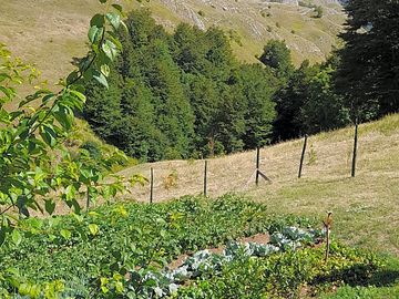 Thriving gardens