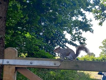 Squirrel on the gate