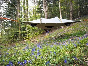 View of the woods and treetop tents