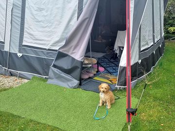 We love dogs at looe bay country park