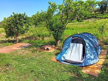 Camping among the olive trees