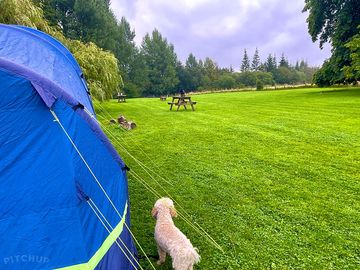 Dog-friendly paddocks