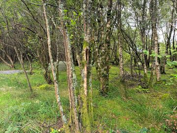 Pitch number 8 in the trees