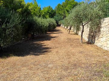 Pitches amid olive trees