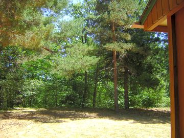 The forest around the site