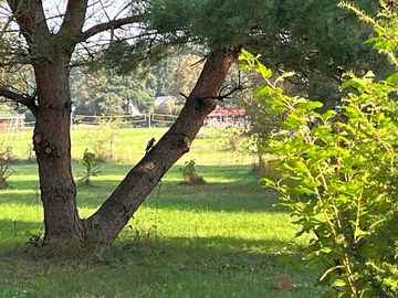Woodpecker in the morning
