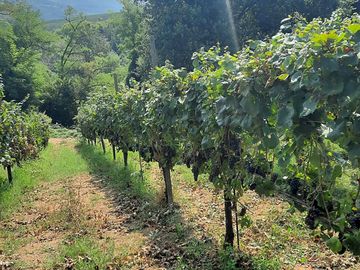 Vineyard by the pitches