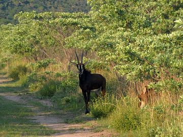Sable passing during a hike