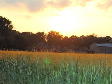 The meadow at sunset