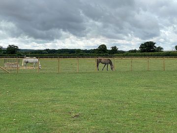 Horse field
