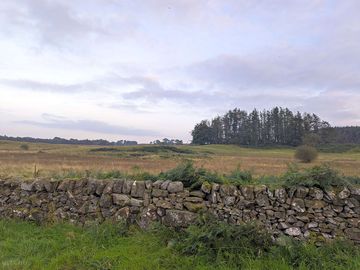 View from the back of a camping pod towards small woodland