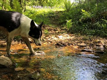 Stream for splashing around in