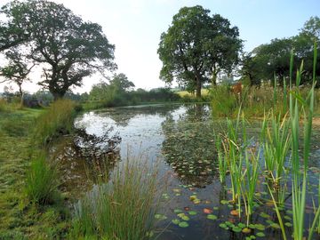 Moonfleet wildlife pond