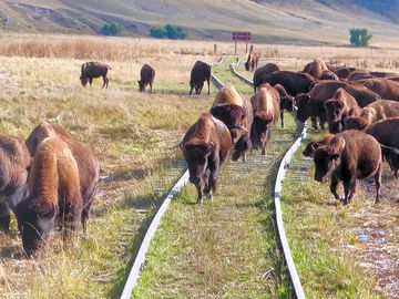 Our bison show herd