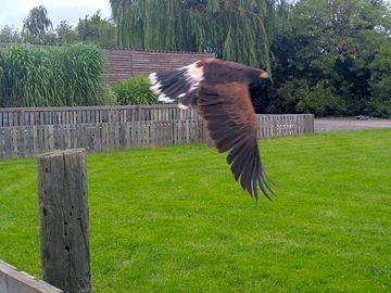 Baytree owl centre
