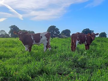 Cows in the neighbouring field