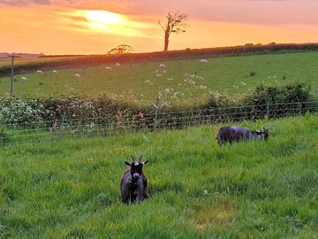 The site's resident pygmy goats in the evening sunshine