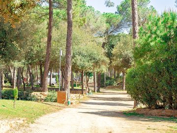 Shade-giving trees on site