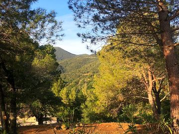 Forest and mountain views