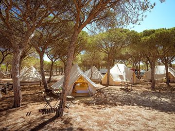 Bell tents amid the trees