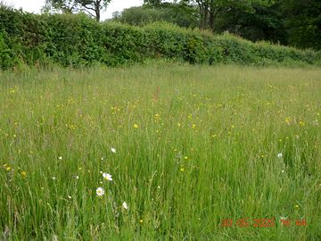 Wildflower meadow