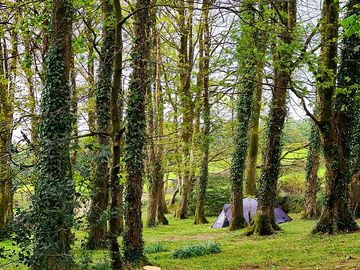 Pitches between the trees