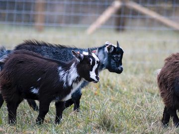 Say hello to the farm's friendly pygmy goats