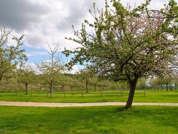 Pitches in the orchard