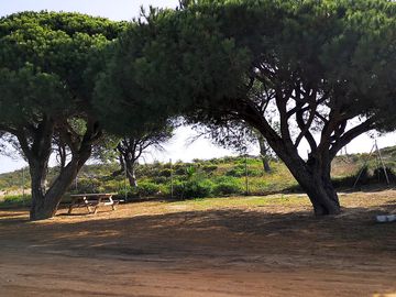 Tree-shaded pitches