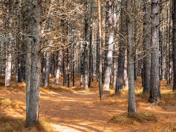 The campsite is surrounded by forest and dunes