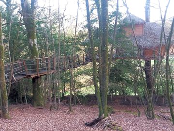 Approach to a treehouse