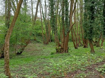 Scenic walks in the surrounding area