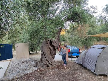 Pitches in the shade of olive trees