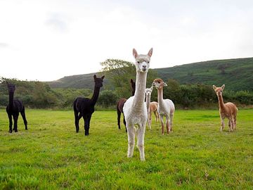 Alpacas