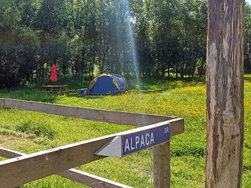 Tent pitches with alpaca views