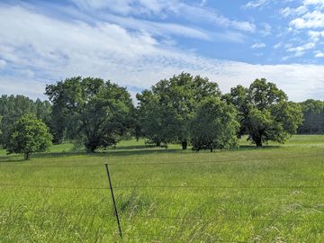 Green fields