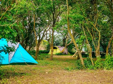 Camping among the trees