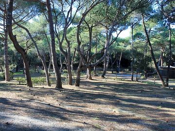 Plenty of shaded pitches