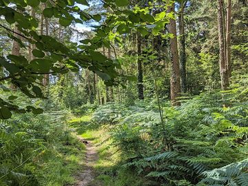 Walk in nearby Forest of Dean