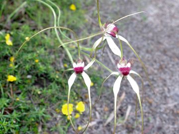 Lovely plants all round the site