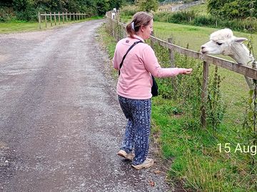 Feeding the lovely alpacas