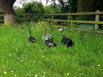 Ducks on site (added by manager 03 Jul 2021)