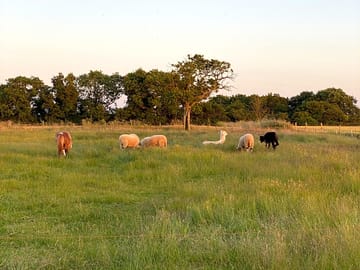 The animals in the field right next to our tent (added by visitor 19 Jul 2021)