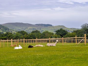 Meet the friendly alpacas and goats (added by manager 25 Aug 2023)