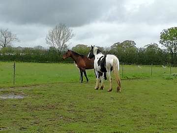 Resident horses (added by manager 21 May 2021)