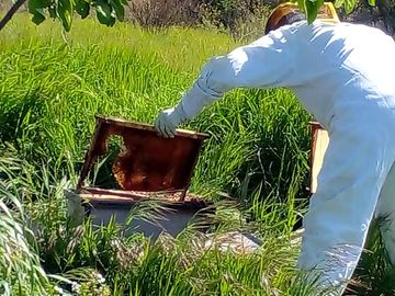 Beekeeping at Clantenova: pure honey from our Chianti fields.