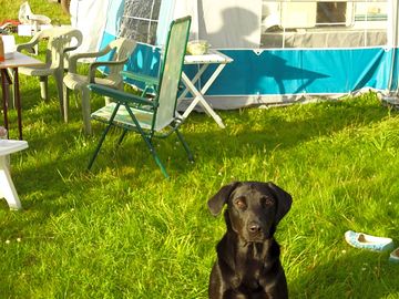 Well-behaved dogs are allowed, as long as they are cleared up after!