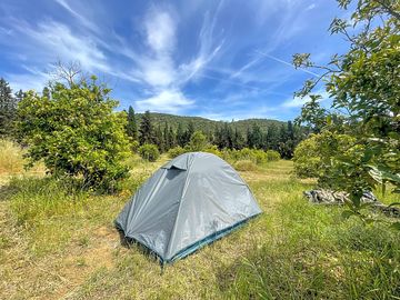 Camping between orange plants