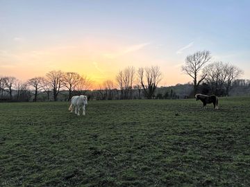 Resident ponies enjoying the camping field out of season (added by manager 03 May 2021)