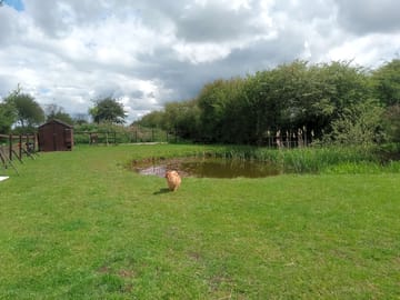 Grassy pond area for picnics and watching wildlife (added by manager 22 Jul 2021)